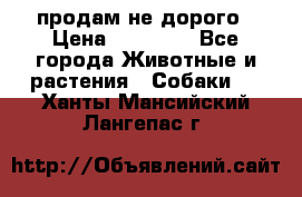 продам не дорого › Цена ­ 10 000 - Все города Животные и растения » Собаки   . Ханты-Мансийский,Лангепас г.